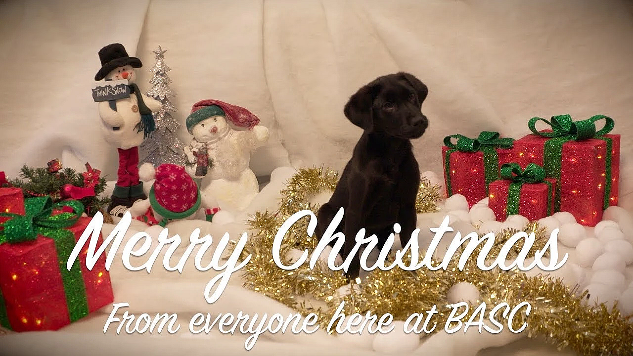 Happy Christmas From Basc And Winston