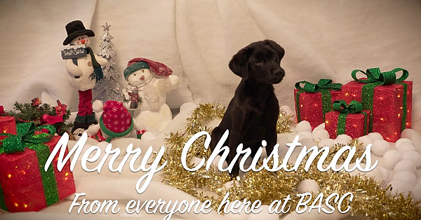 Happy Christmas From Basc And Winston
