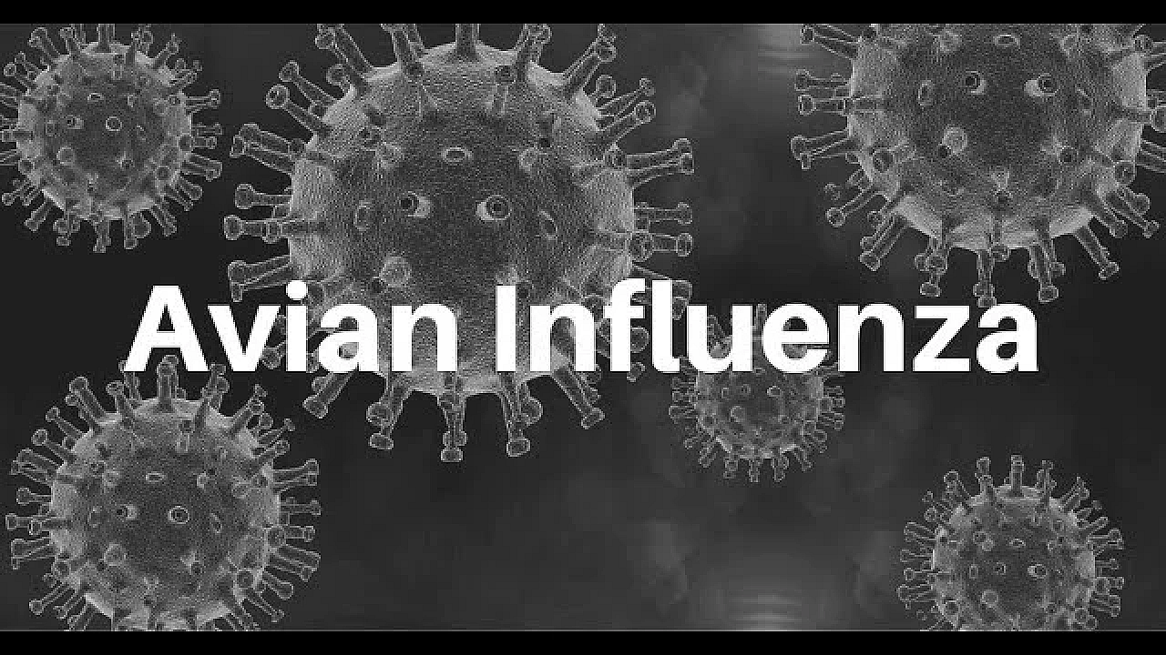 Avian Influenza