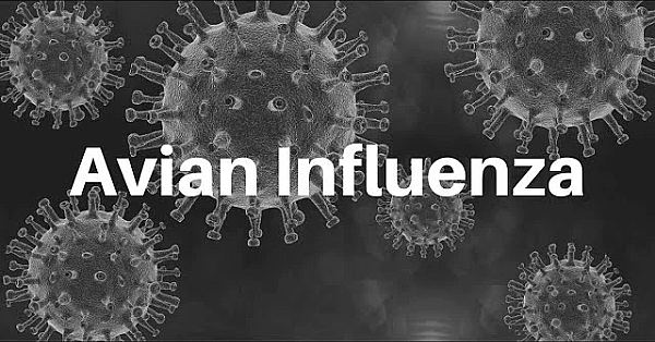 Avian Influenza