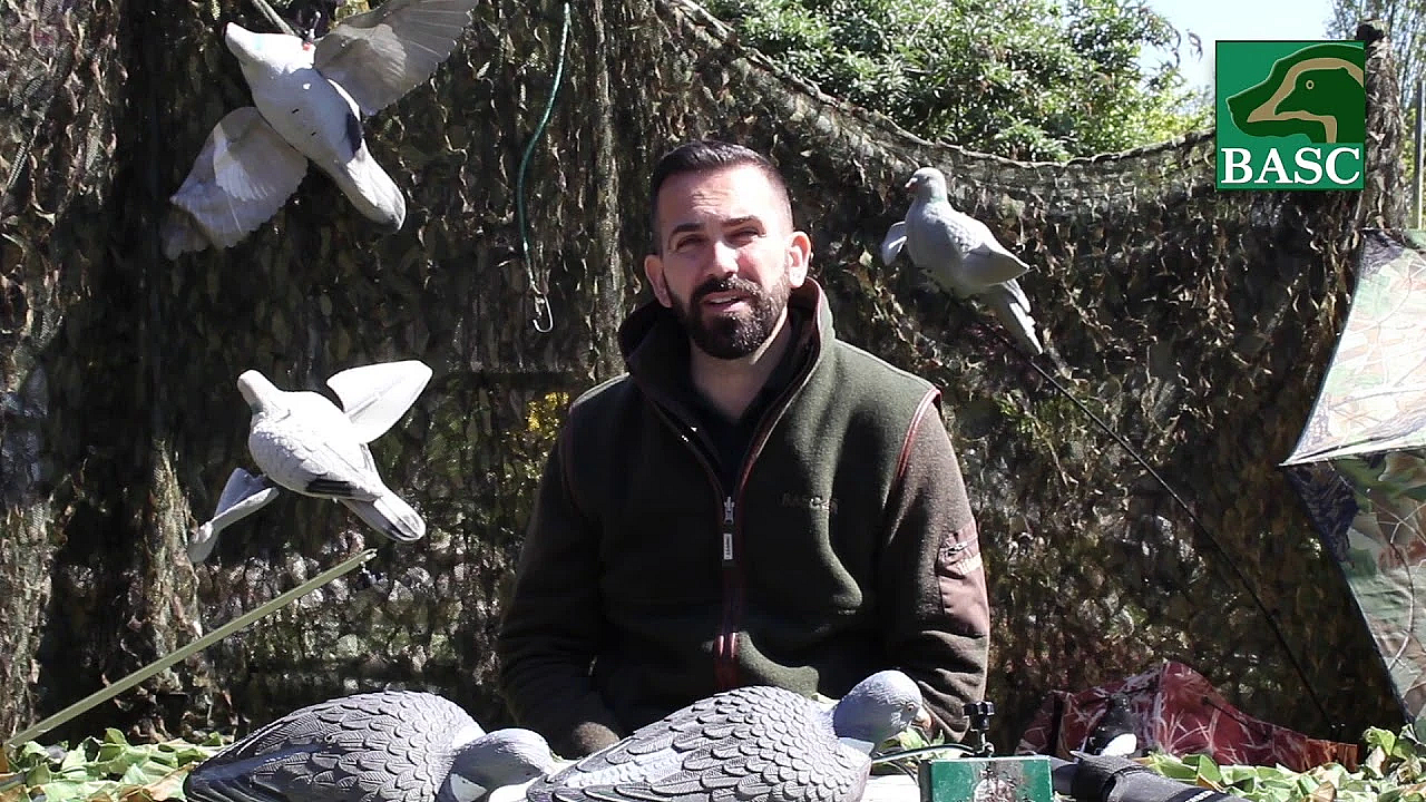 An Introduction To Woodpigeon Decoying With Basc's Terry Behan. Part 1.
