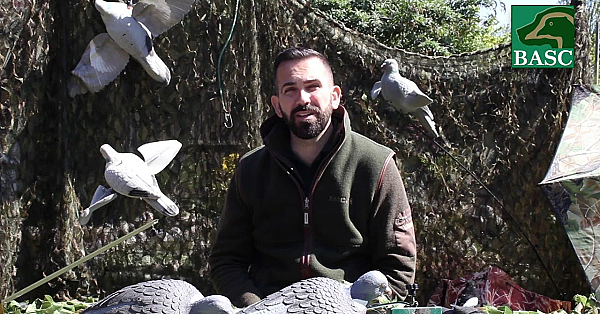 An Introduction To Woodpigeon Decoying With Basc's Terry Behan. Part 1.