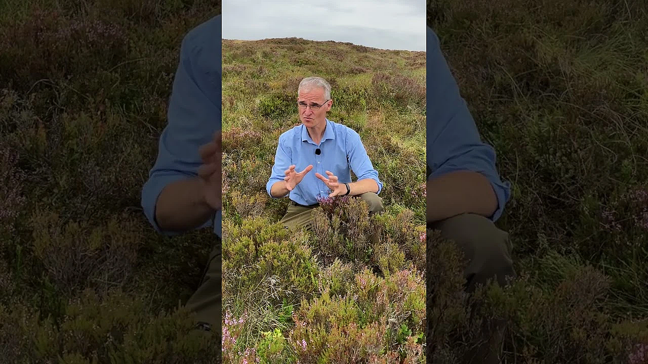 Are you standing on a grouse moor?