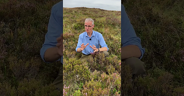 Are you standing on a grouse moor?