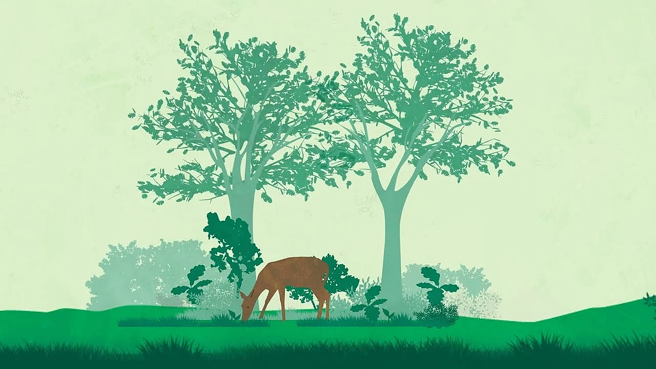 What You Can Do To Get The Most From Your Woodland