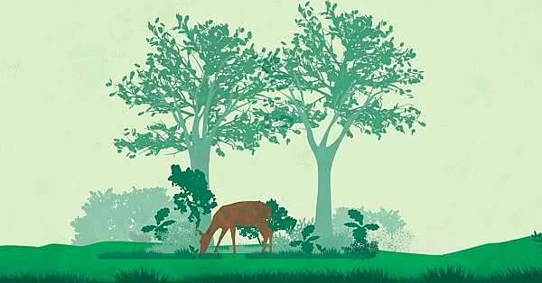 What You Can Do To Get The Most From Your Woodland