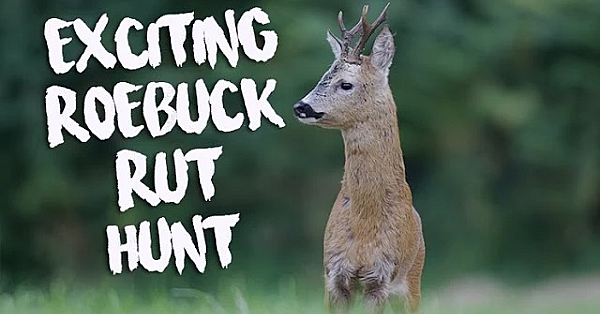 Reebronst, fiepen in Engeland