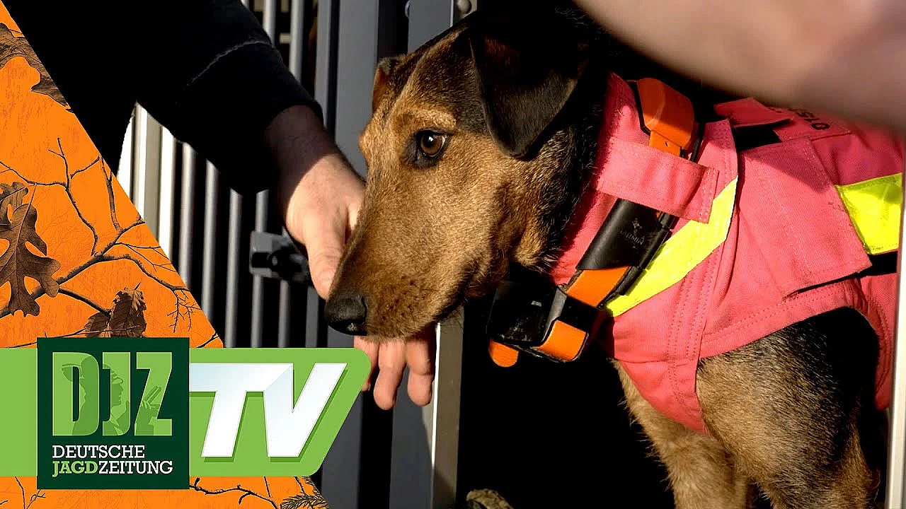 Hundeführer Aus Leidenschaft - Djz Tv