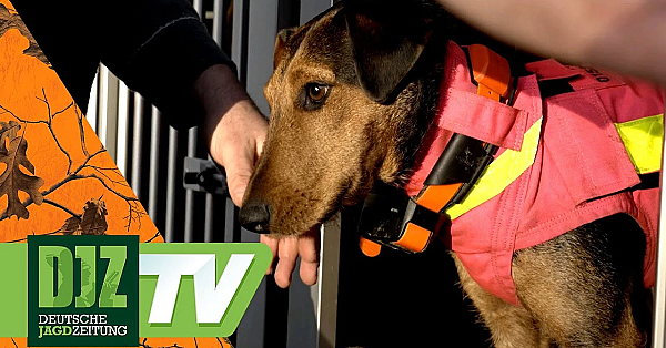 Hundeführer Aus Leidenschaft - Djz Tv