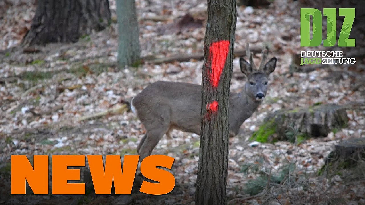 2g Bei Gesellschaftsjagden, Verlängerung Der Jagdzeit, Viel Mehr Jäger U.w. - Djz News 1/2022