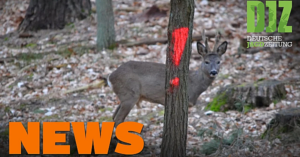 2g Bei Gesellschaftsjagden, Verlängerung Der Jagdzeit, Viel Mehr Jäger U.w. - Djz News 1/2022