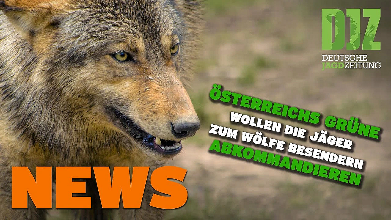 Rehkadaver In Müllsack, Jäger Sollen Wölfe Besendern, Mehr Hasen U.w. - Djz News 15/2022