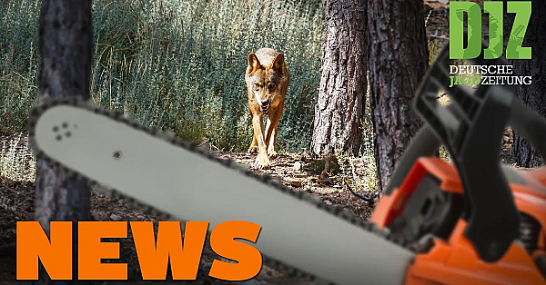 Jäger Retten Steinwild, Wolfsattacke Auf Waldarbeiter, Wildernder Möbelbauer U.w. - Djz-news 10/2021