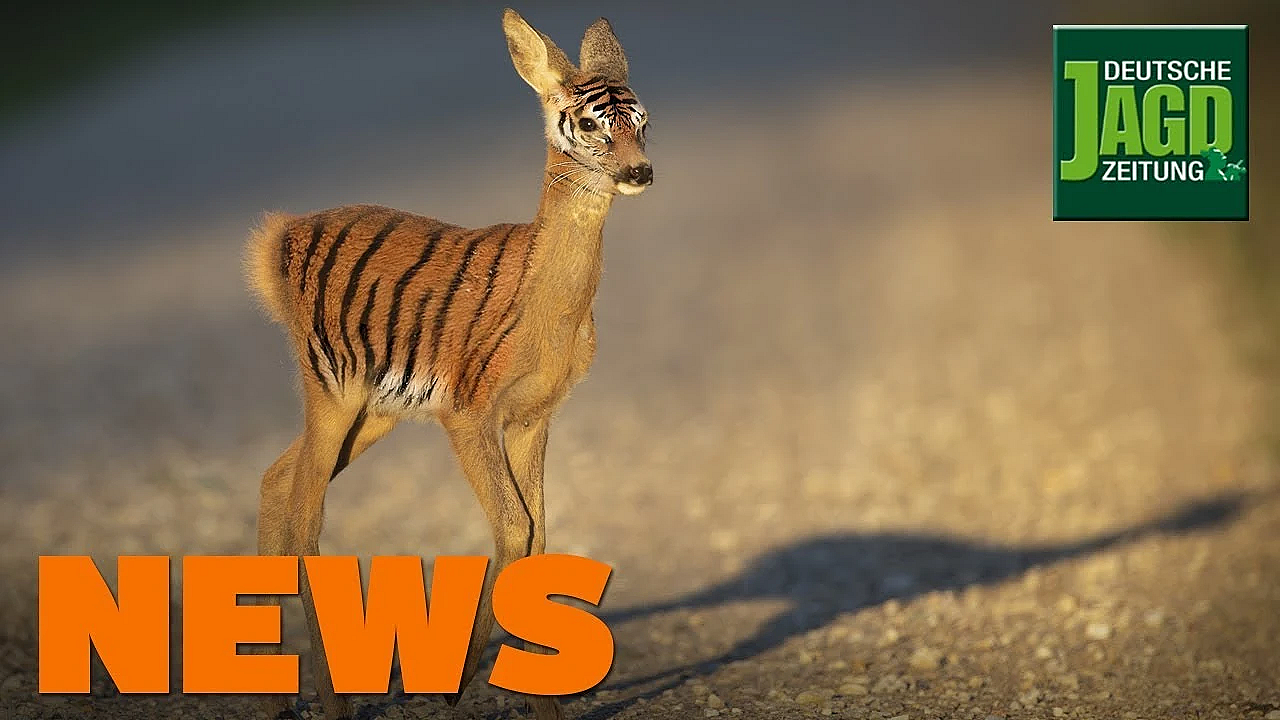 Einbrecher, Vermisster Jäger, Fellwechsel, Reh Statt Tigert U.w. - Djz-news 44/2019