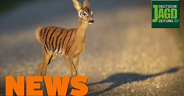 Einbrecher, Vermisster Jäger, Fellwechsel, Reh Statt Tigert U.w. - Djz-news 44/2019