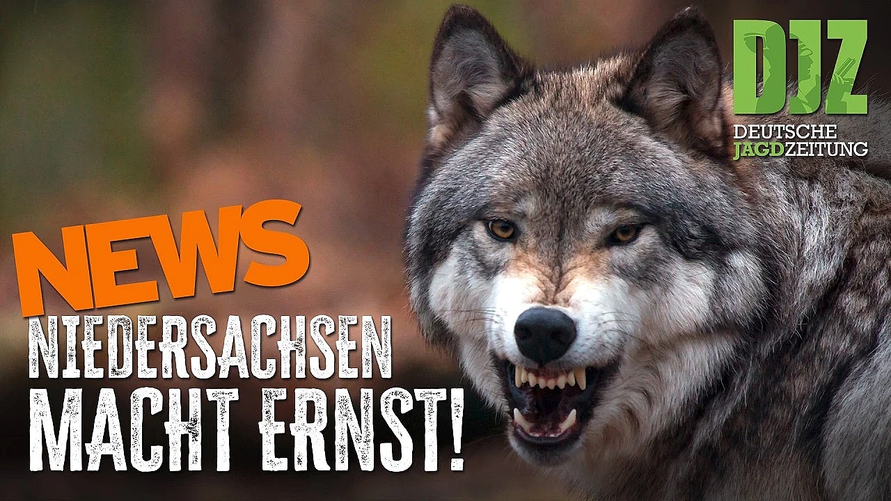 Wölfe im Eilverfahren erlegt | DJZ-News