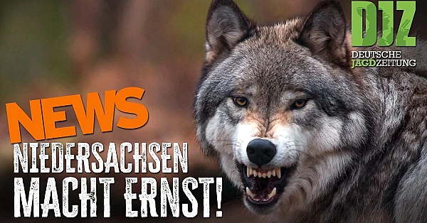 Wölfe im Eilverfahren erlegt | DJZ-News