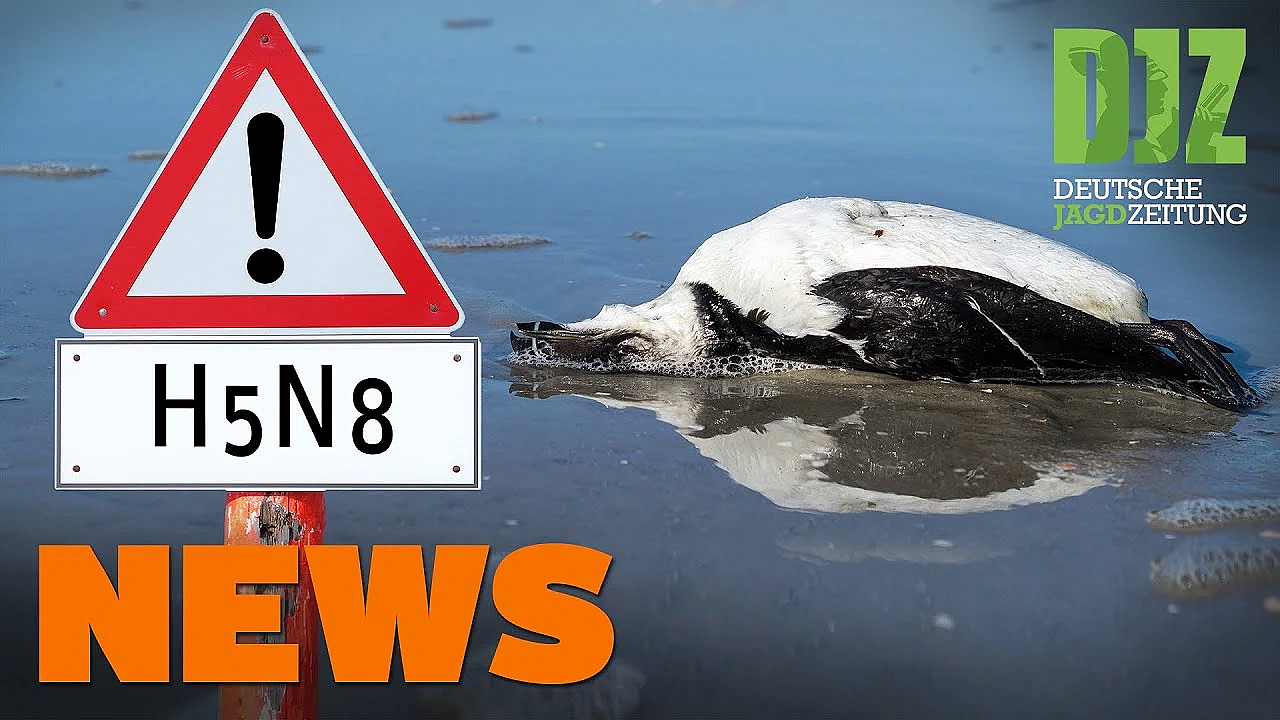 Pfc In Wildschweinleber, Jagdhund Vereitelt Einbruchdiebstahl U.w. - Djz-news 8/2021