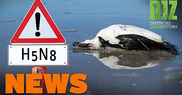 Pfc In Wildschweinleber, Jagdhund Vereitelt Einbruchdiebstahl U.w. - Djz-news 8/2021