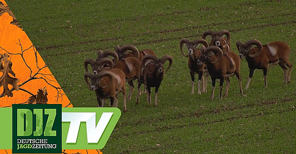 Auf Muffel In Thüringen - Pareygo Classics