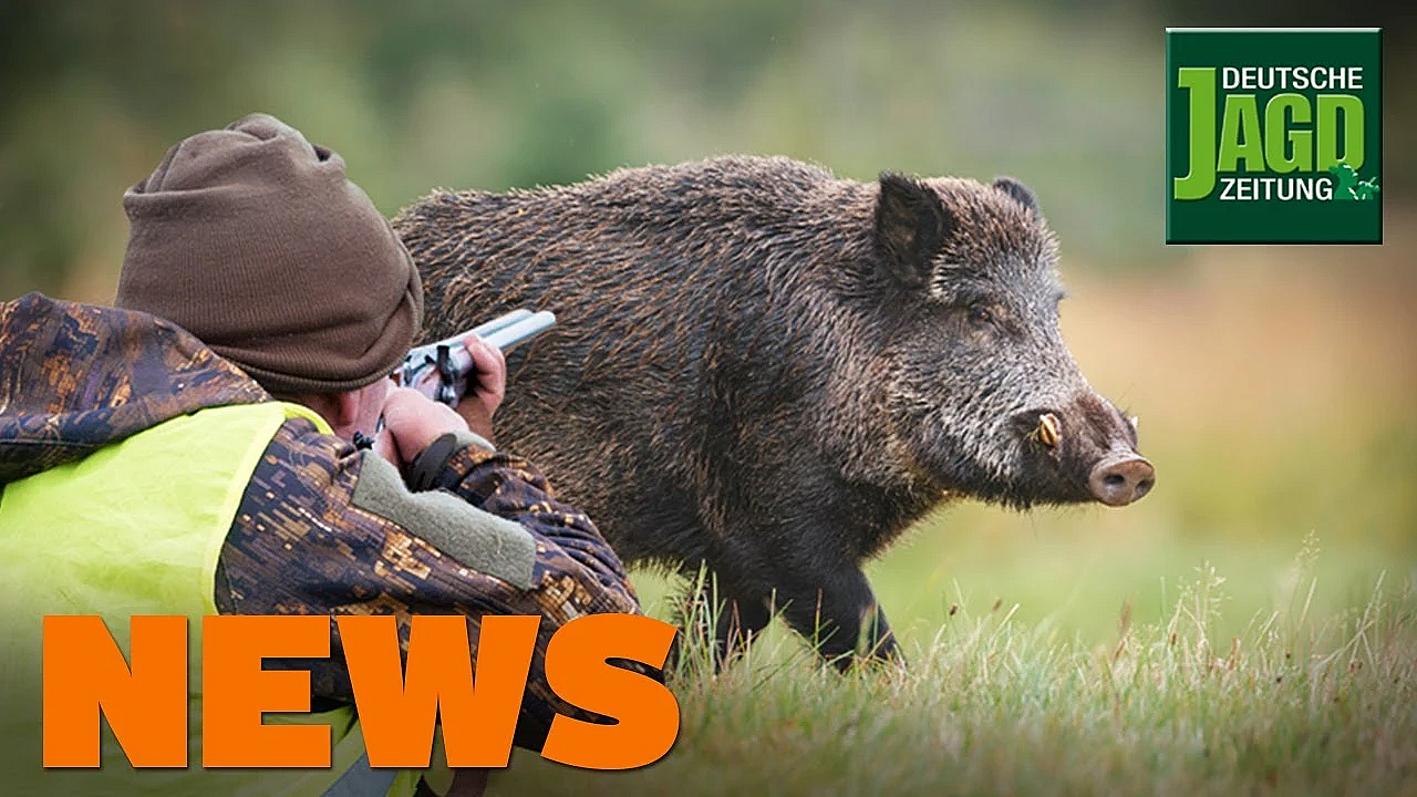 Asp Bald In Deutschland, Schrotschuss Auf Sauen, Staupe In Leverkusen U.w. - Djz-news 1/2020