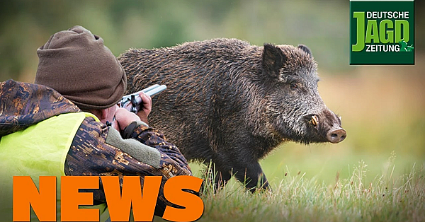 Asp Bald In Deutschland, Schrotschuss Auf Sauen, Staupe In Leverkusen U.w. - Djz-news 1/2020