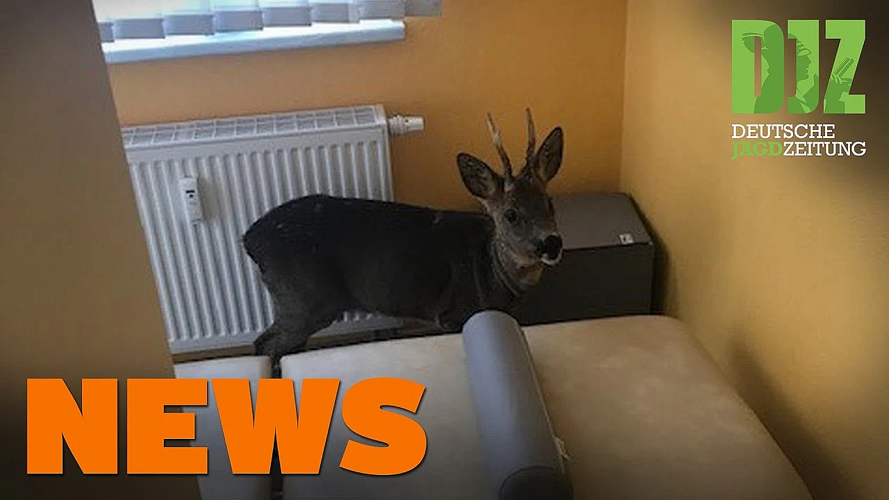 Teures Ausweichmanöver, Pferde Statt Sauen, Jagdunterstand Angezündet - Djz News 43/2021