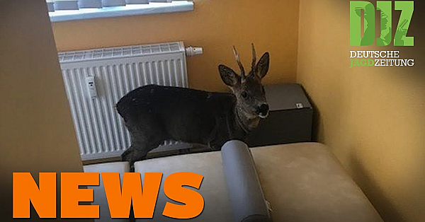 Teures Ausweichmanöver, Pferde Statt Sauen, Jagdunterstand Angezündet - Djz News 43/2021