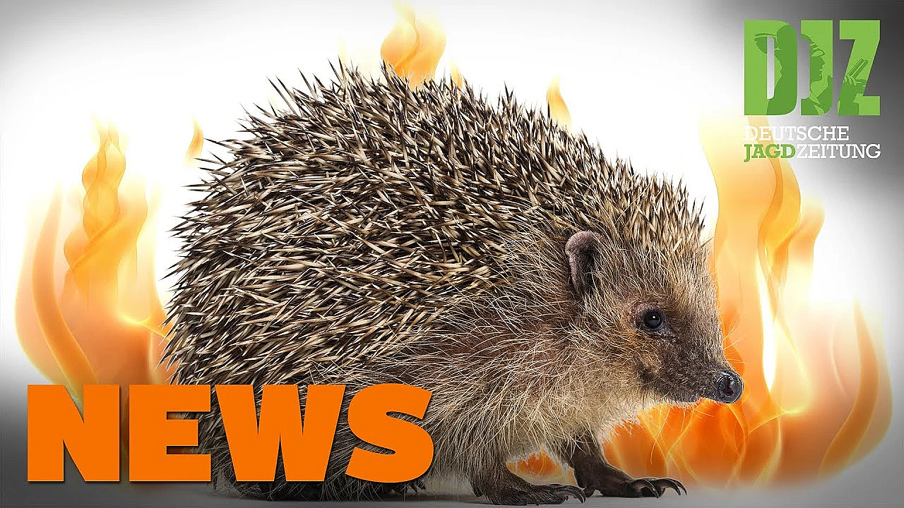 Vergiftete Greifvögel, Flicken Und Frischling, Angezündete Igel U.w. - Djz-news 22/2020