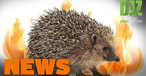Vergiftete Greifvögel, Flicken Und Frischling, Angezündete Igel U.w. - Djz-news 22/2020
