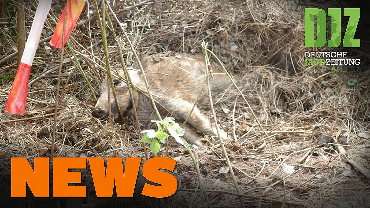 Weiterer Asp-zaun Im Norden, Wildunfall Mit Hirsch, Delegierte Tagen Digital  - Djz News 39/2021