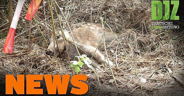 Weiterer Asp-zaun Im Norden, Wildunfall Mit Hirsch, Delegierte Tagen Digital  - Djz News 39/2021