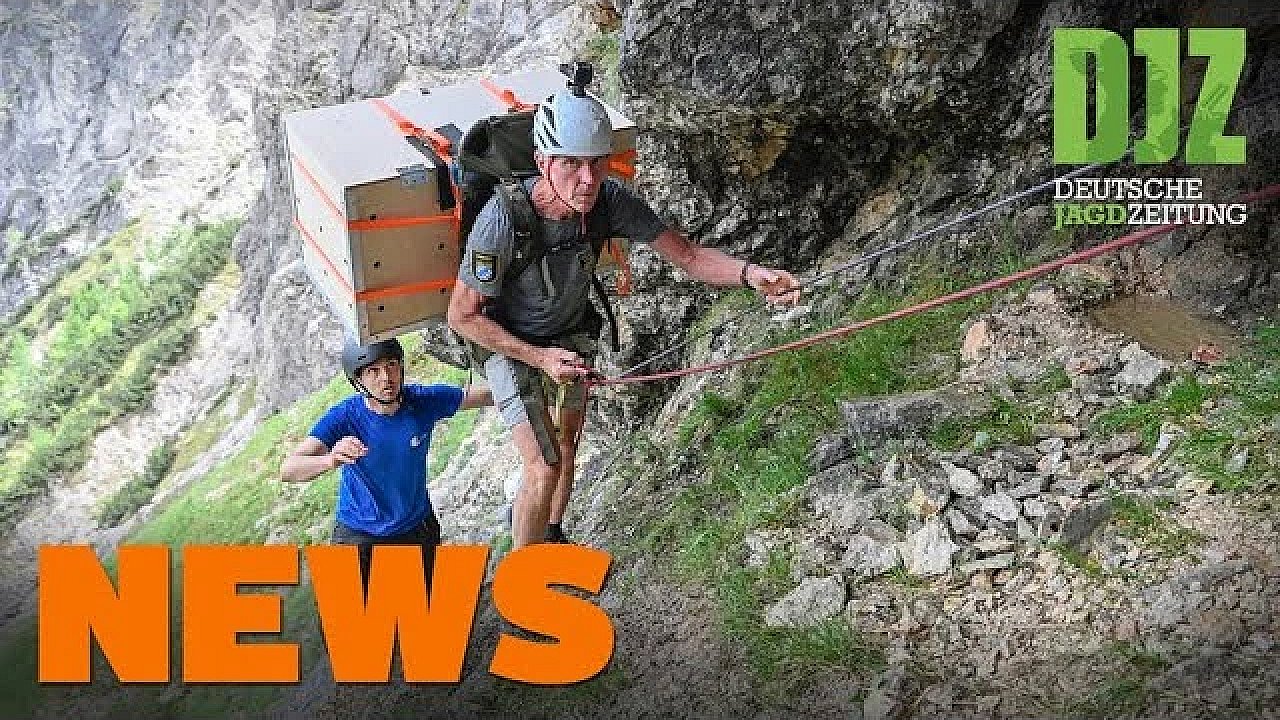 Unfall Mit Ferrari, Bartgeier In Berchtesgaden, Fehlverhalten Im Wald U.w. - Djz-news 24/2021