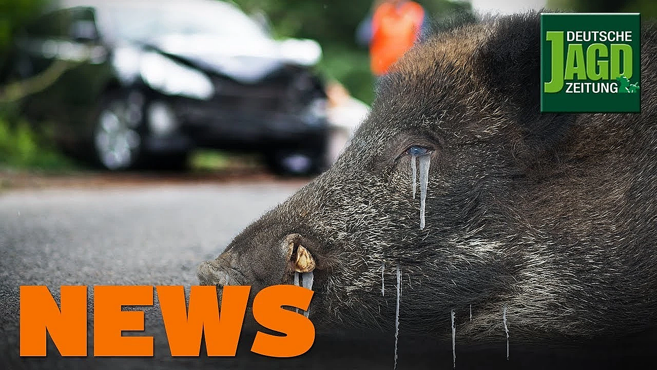 Vocke Taucht Ab, Gefrorenes Wildschwein In Unfall Verwickelt, Wildente U.w. - Djz-news 42/2019