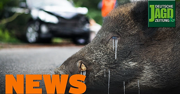 Vocke Taucht Ab, Gefrorenes Wildschwein In Unfall Verwickelt, Wildente U.w. - Djz-news 42/2019