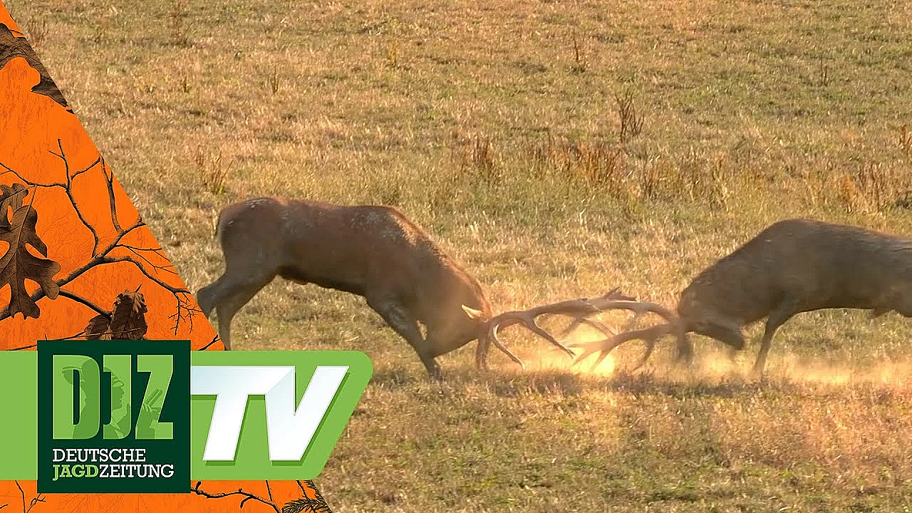 Hirschjagd In Ungarn - Teil 2 - Pareygo Classics