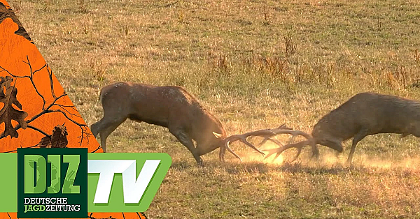 Hirschjagd In Ungarn - Teil 2 - Pareygo Classics