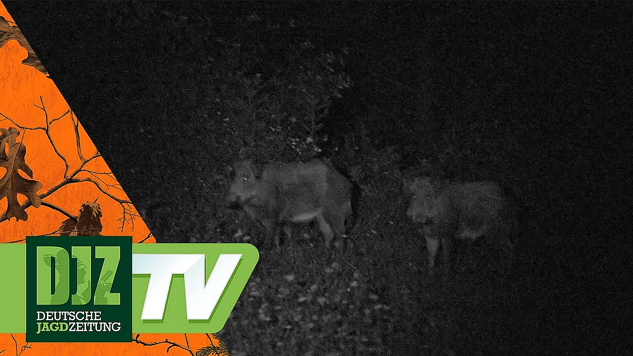 Keilerjagd In Der Türkei - Pareygo Classics