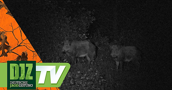 Keilerjagd In Der Türkei - Pareygo Classics