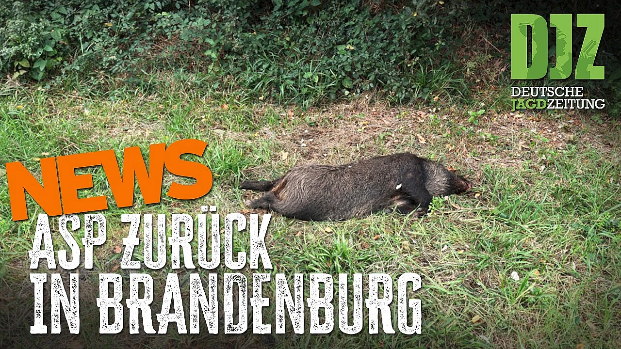 Urteil stärkt Jäger – ASP erneut in Brandenburg | DJZ-News