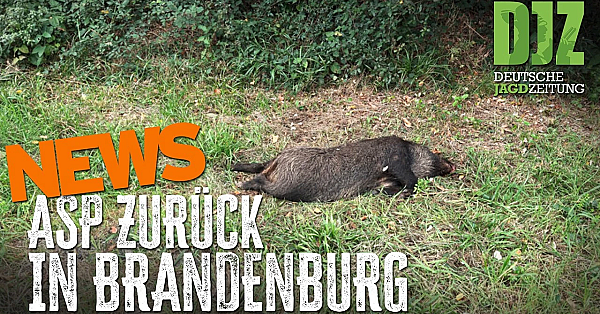 Urteil stärkt Jäger – ASP erneut in Brandenburg | DJZ-News
