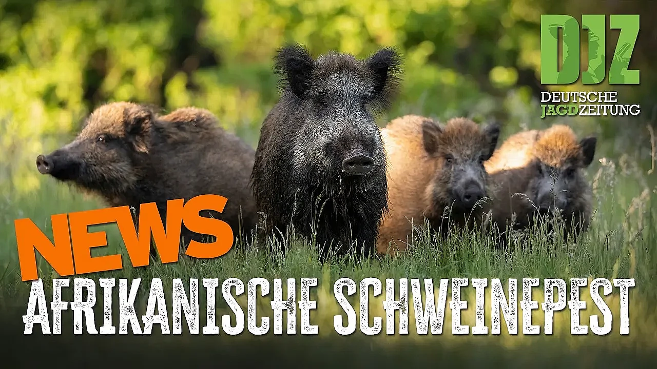 Komplett-Entnahme beim Schwarzwild angeordnet! | DJZ-News