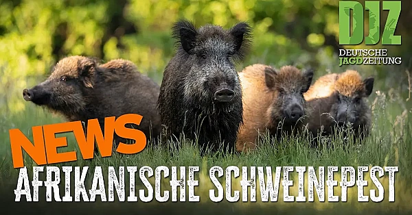 Komplett-Entnahme beim Schwarzwild angeordnet! | DJZ-News