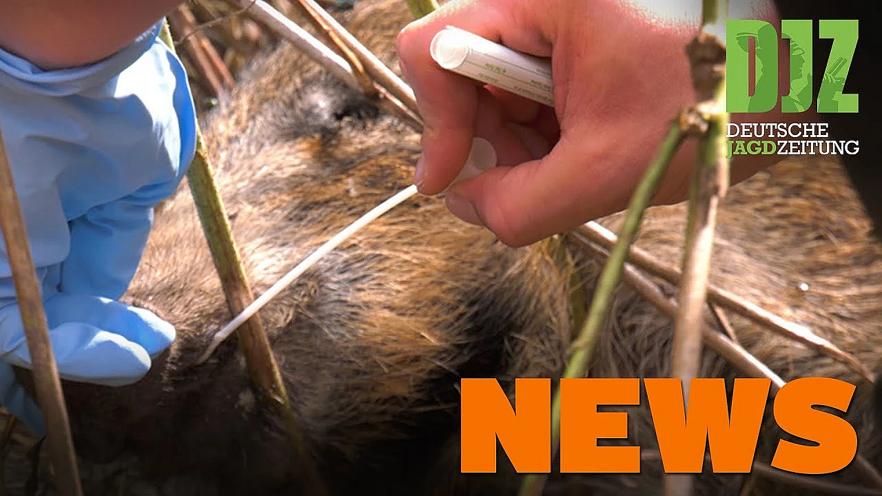 Unfall Mit Biber, Wanderer-rettung, Wolfsterritorien U.w. - Djz News 44/2021