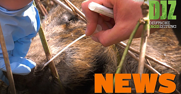 Unfall Mit Biber, Wanderer-rettung, Wolfsterritorien U.w. - Djz News 44/2021