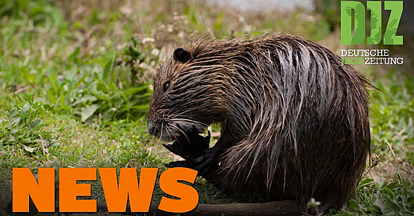 Wölfe Verfolgen Reiterin, Tierquäler Schlägt Sani, Gamsabschuss Gestoppt U.w. - Djz News 46/2021