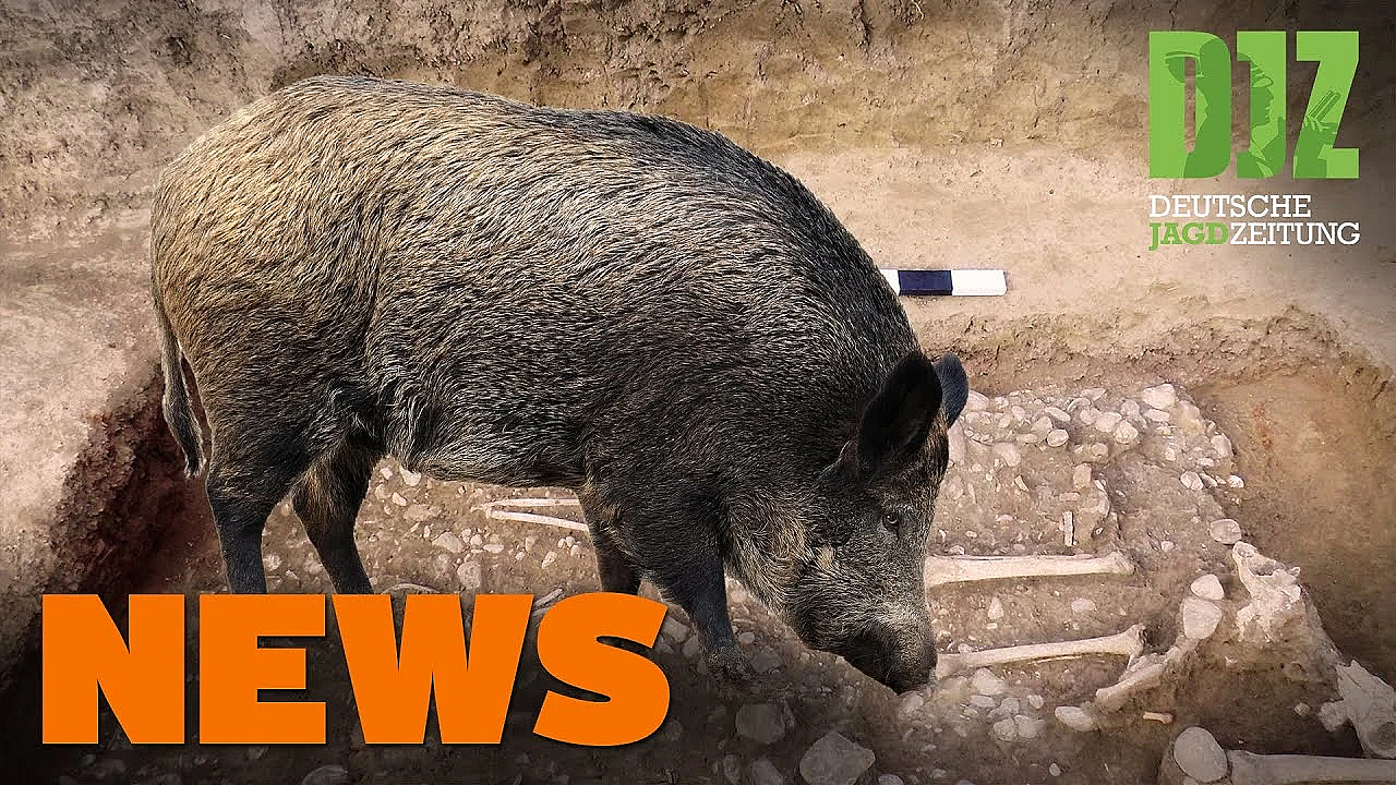 Jäger Verhindert Brand, Wildschweine Finden Siedlung, Deine Wahl, U.w. - Djz-news 1/2021