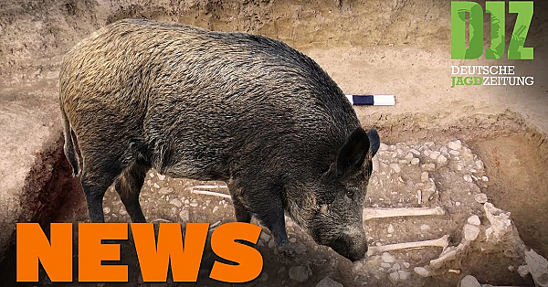 Jäger Verhindert Brand, Wildschweine Finden Siedlung, Deine Wahl, U.w. - Djz-news 1/2021