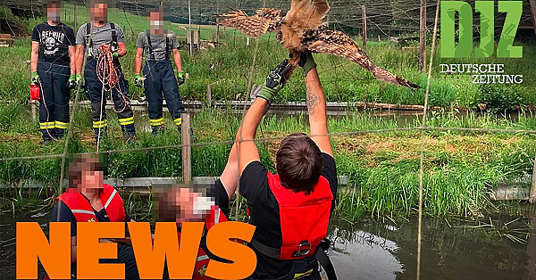 Teurer Personenschutz Für Trump Jr., Entlaufener Strauß, Uhu In Notlage - Djz-news 26/2020