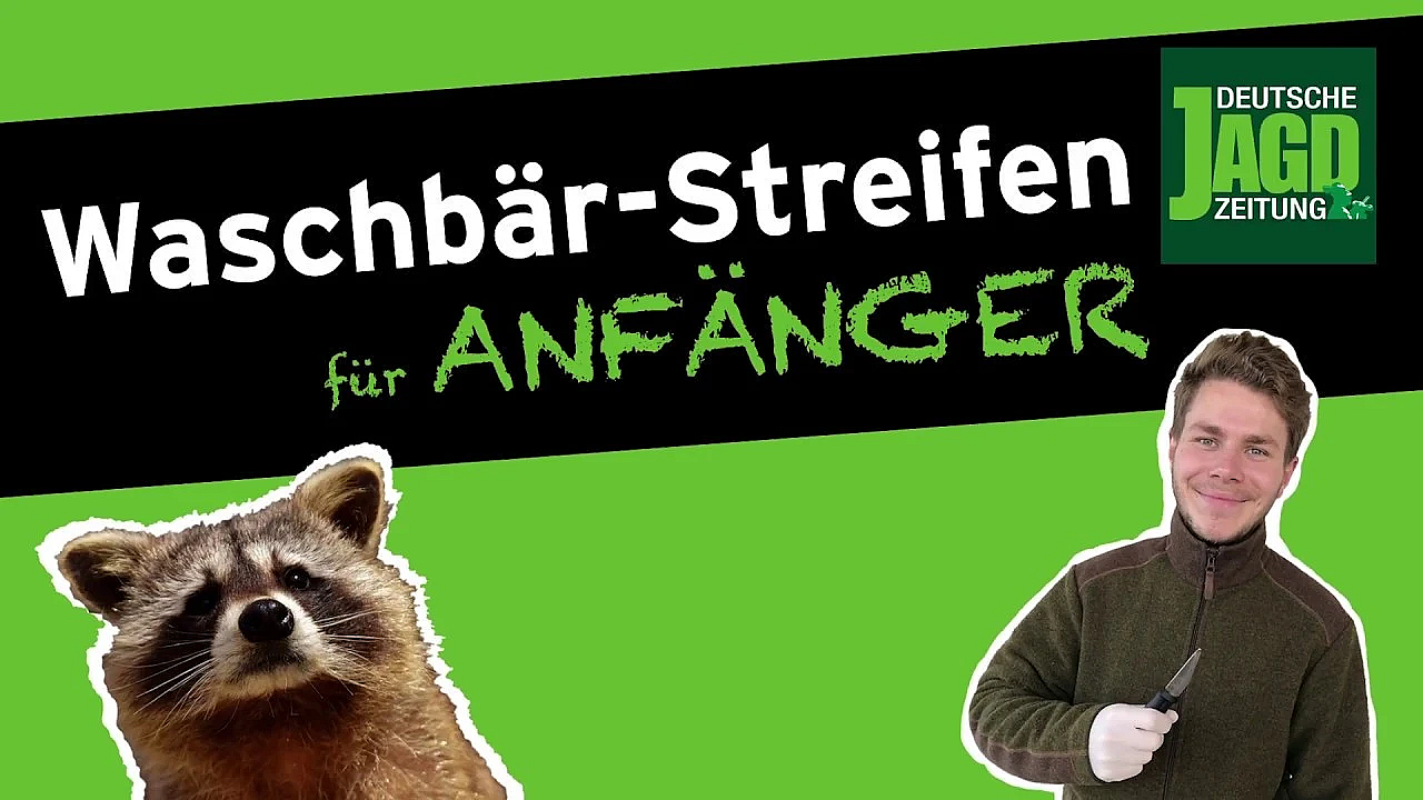 Waschbär-streifen Mit Max